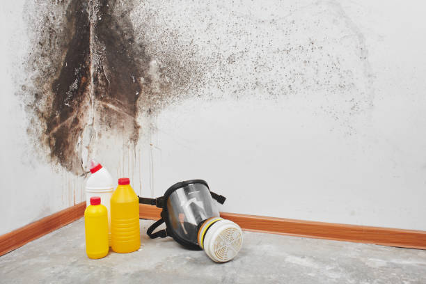 Best Emergency Mold Removal  in Virginia Gardens, FL