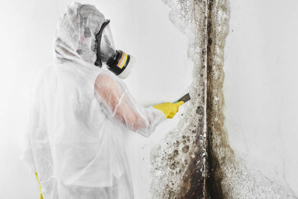 Best Mold Testing  in Virginia Gardens, FL