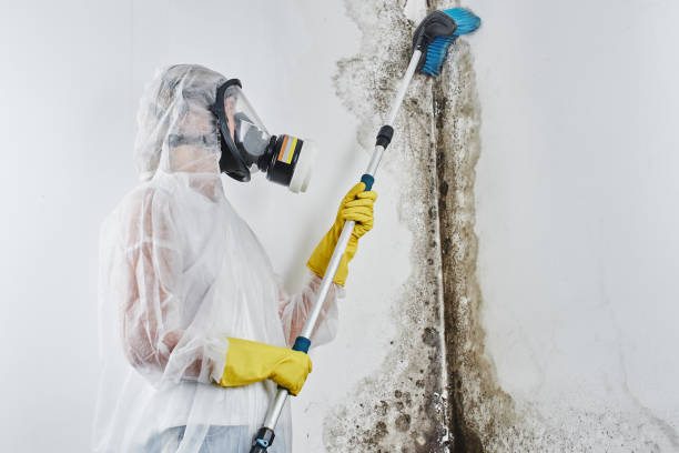 Best Commercial Mold Removal  in Virginia Gardens, FL