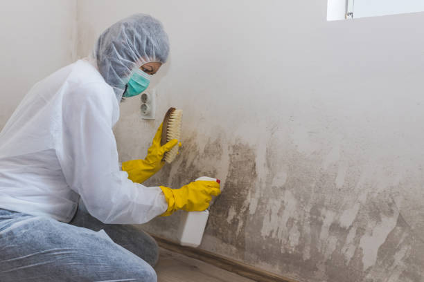 Best Mold Removal Company Near Me  in Virginia Gardens, FL