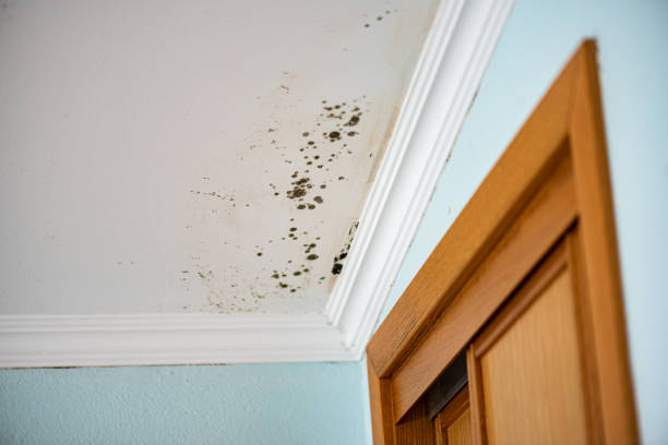Best Best Mold Removal Companies  in Virginia Gardens, FL