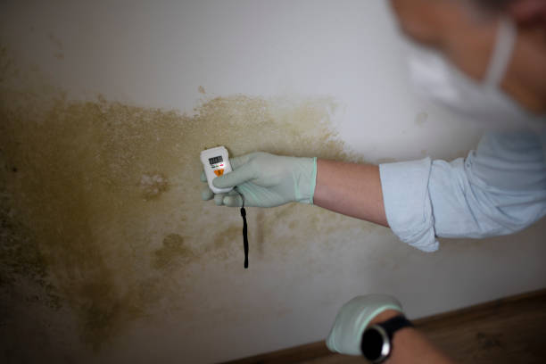 Best Professional Mold Removal  in Virginia Gardens, FL
