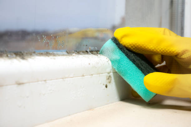 Best Local Mold Removal Service  in Virginia Gardens, FL
