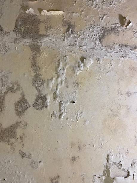 Mold Removal and Inspection in Virginia Gardens, FL
