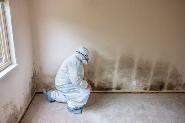 Attic Mold Removal in Virginia Gardens, FL