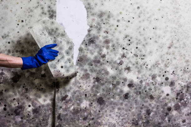Home Mold Removal in Virginia Gardens, FL