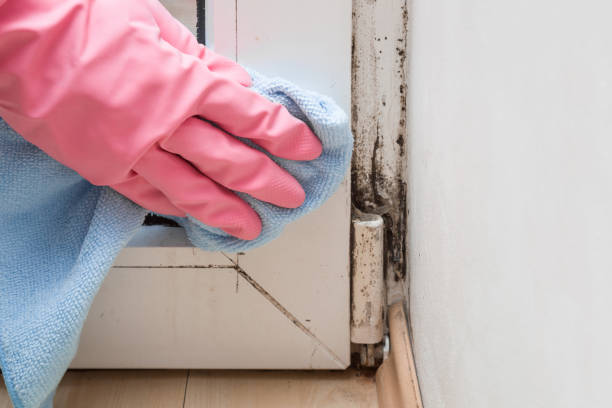 Best Fast Mold Removal  in Virginia Gardens, FL
