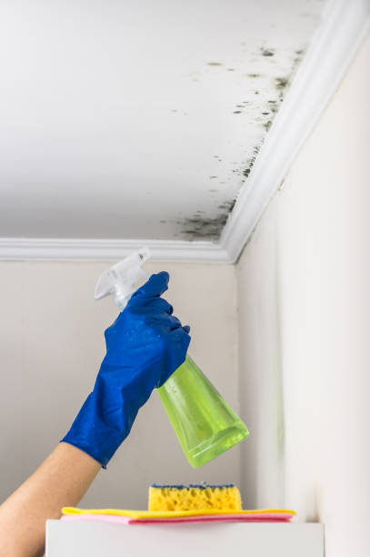 Best Certified Mold Removal  in Virginia Gardens, FL
