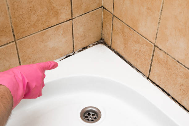 Best Mold Remediation  in Virginia Gardens, FL